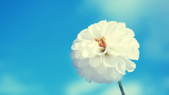 燃烧的蔬菜怎么玩不了