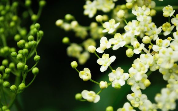 菲兹多少钱